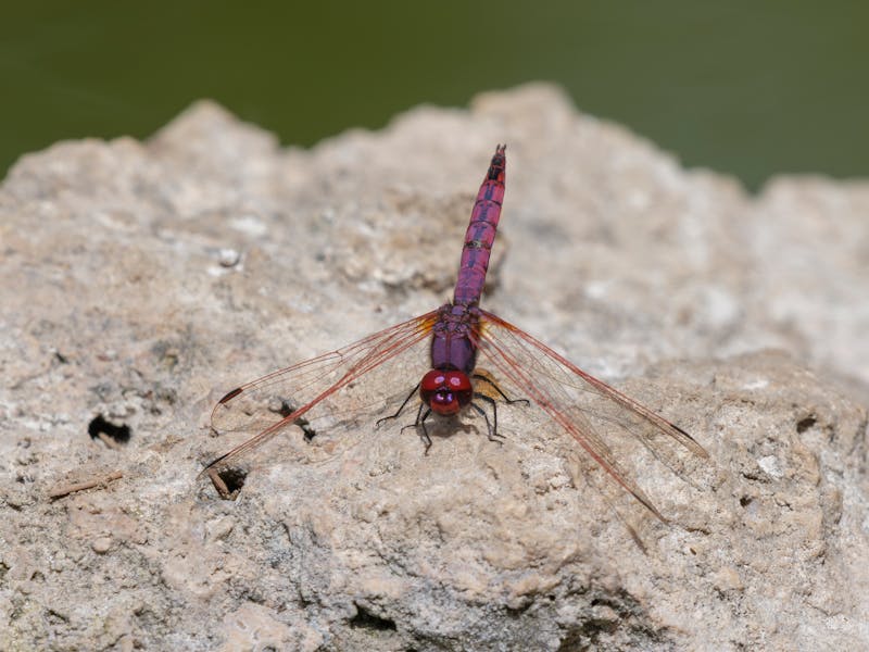 Wings with dipping sauce and celery